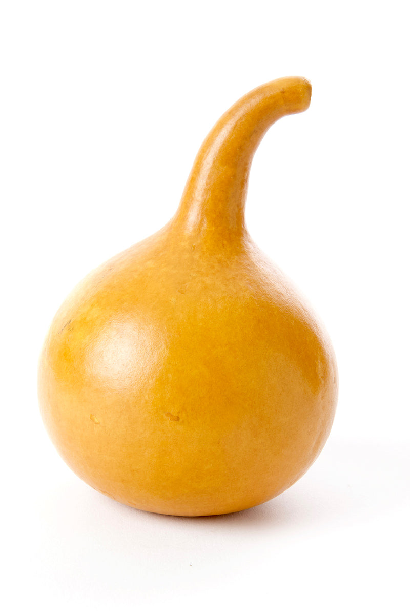 Decorative All Natural Calabash Gourd 1 Decorative All Natural Calabash Gourd