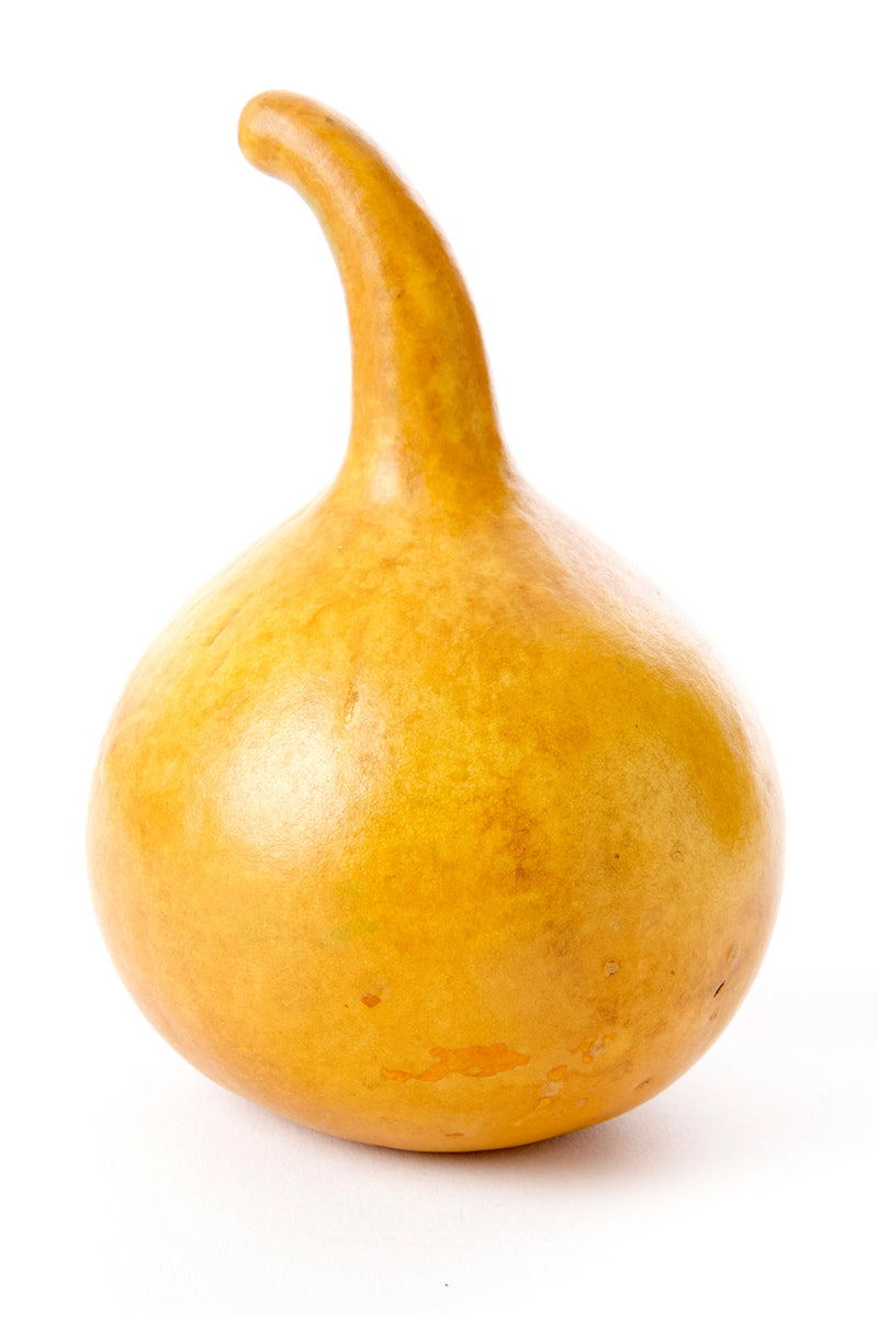 Decorative All Natural Calabash Gourd 2 Decorative All Natural Calabash Gourd